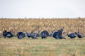 Wild turkys (Meleagris gallopavo) struting in autumn next to a cornfield