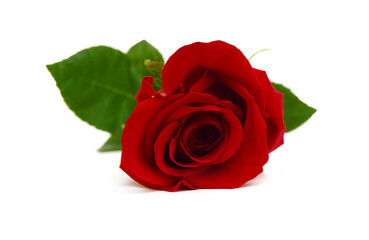 Red rose isolated on white background