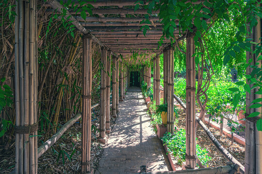 perspective d'une all&eacute;e du jardin Majorelle