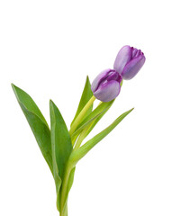 Naklejka premium Colorful tulip flowers isolated on white
