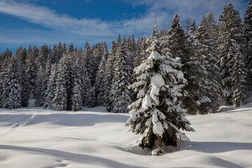 Winter landscape of a mountain forest with fresh snow covered trees by, Valle Camonica, Italian Alps, Lombardy, Italy.	