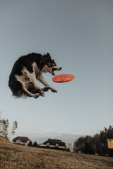 Wysportowany pies border collie łapie frisbee w powietrzu na niebie