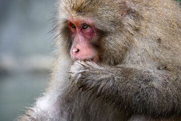 Obraz premium Japanese Macaque or snow monkey with paw in its mouth at the steaming hot spring water at Yudanaka, Japan