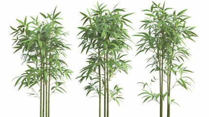 Obraz premium A digital illustration of three tall, lush bamboo plants with green leaves, isolated on a white background. Lush Bamboo Forest. Illustration