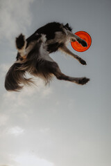 Wysportowany pies border collie łapie frisbee w powietrzu na niebie