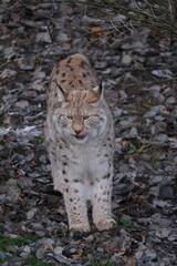 Obraz premium Luchs