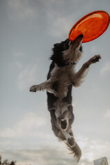 Wysportowany pies border collie łapie frisbee w powietrzu na niebie