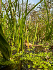 Fototapeta premium Greens on a stream