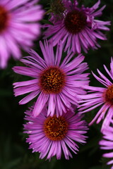 Obraz premium close up of pink flower