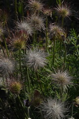Obraz premium seeds in the wind