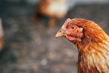 A close-up of a brown hen observing its surroundings in a garden during a sunny afternoon in the countryside