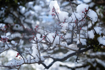 Snow-covered branches in Kyoto, Japan.