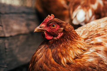 A close-up of a brown hen observing its surroundings in a garden during a sunny afternoon in the countryside