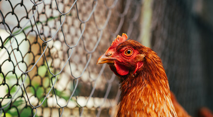 A close-up of a brown hen observing its surroundings in a garden during a sunny afternoon in the...