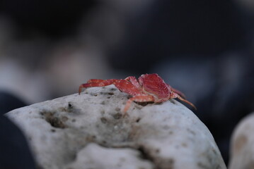 Crab shell on coral after molting on the reef