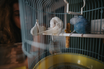 Two parakeets, one white and one blue, are peacefully resting inside a birdcage. A person is gently...