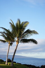 Obraz premium Hawaiian green sea turtle taking a breath of air at the surface of the ocean