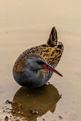 portrait très rapproché d'un oiseau aquatique assez rare, qui se nomme le râle d'eau, super...