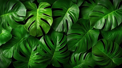 Obraz premium Lush Monstera Leaves: A Tropical Greenery Background for Nature-Inspired Decor