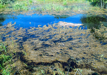 Spring stagnation. The ice has just melted not so long ago. The algal crust has been preserved on...