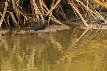 portrait d'un râle d'eau magnifique, au ras de l'eau, en bordure des roseaux, l'oiseau aquatique...