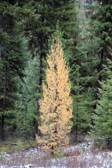 Tamarack tree in fall