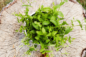 Fresh mint leaves from home garden. Natural ingredient. Minty taste. Organic spice. Homemade herbal drink