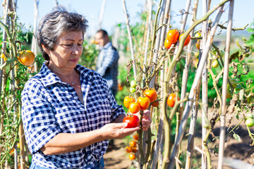 Elderly woman amateur gardener harvesting ripe tomatoes on her vegetable garden on sunny fall day