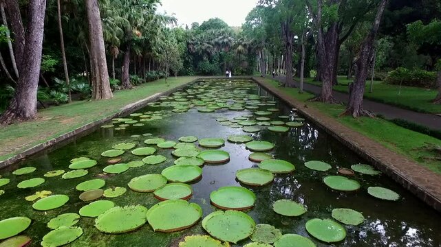 Giant water lilys in Pamplemousses Botanical Garden. A popular tourist attraction in Pamplemousses, near Port Louis, Mauritius