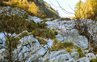 spring in the forest