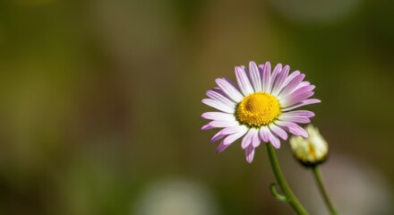 Close-up of a blooming pink and white daisy against a blurred green background