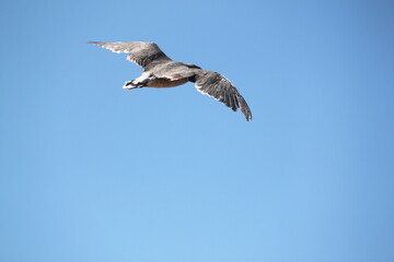 Obraz premium seagull in flight