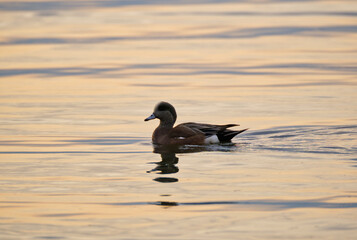 Fototapeta premium Solitary duck swims across the water