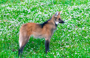 Obraz premium Wild Guará wolf (Chrysocyon brachyurus) one of the rarest wolves in the world lives in the Brazilian cerrado biome feeds on fruits and meat. 