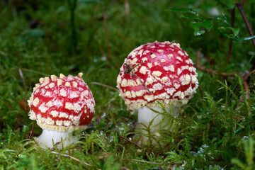 Amanita muscaria mushroom in the moss. Known as Fly Agaric or Fly Amanita. Two red-white poisonous mushrooms in spruce forest.