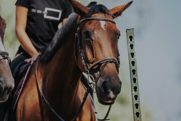Obraz premium A detailed view of a horse with its rider, focusing on equestrian gear and training in an outdoor setting. The image conveys themes of sport, partnership, and outdoor activity.