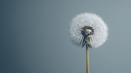 Fototapeta premium Close Up of Dandelion on Gray Background