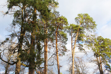 Obraz premium pine branches, tree branches with blue sky background, beautiful view of nature scene