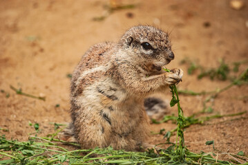 Close-Up of a Ground Squirrel Eating in Natural Habitat