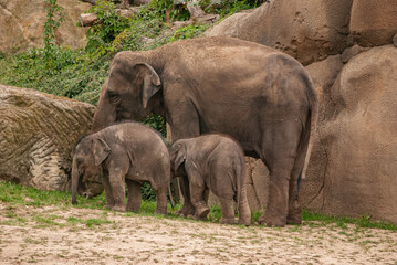 Fototapeta premium Peaceful Elephant Family with Baby Elephants in Natural Habitat