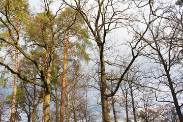 Fototapeta premium trees in the forest, tree branches with blue sky background, beautiful view of nature scene