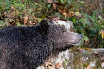 close up portrait picture of a brown bear