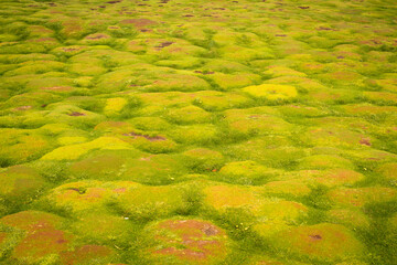 pattern of landscape with green grass