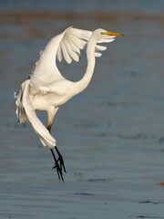 Silberreiher landet im Flachwasser