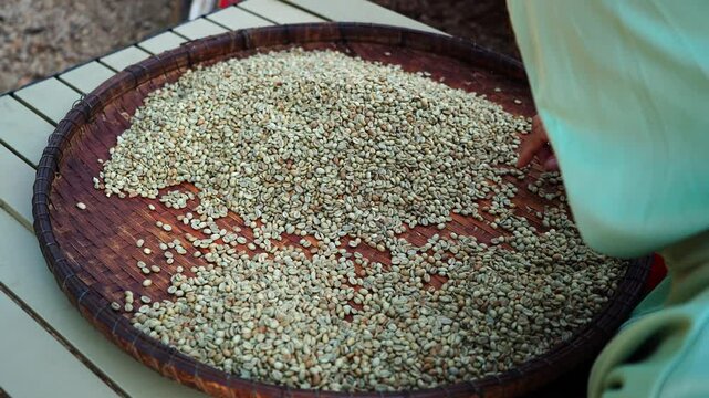 background coffee bean sorting process arabica coffee bean sorting concept hand harvest