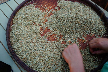background coffee bean sorting process arabica coffee bean sorting concept hand harvest