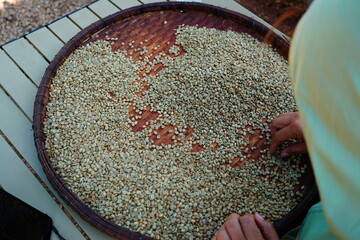 background coffee bean sorting process arabica coffee bean sorting concept hand harvest