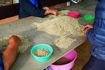 background coffee bean sorting process arabica coffee bean sorting concept hand harvest