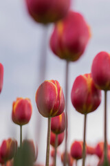 Spring beautiful red tulips field. Field of tulips in Belarus, Brest region.