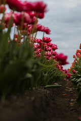 Red and orange tulips in long rows on a large field. Beautiful tulips in the foreground.